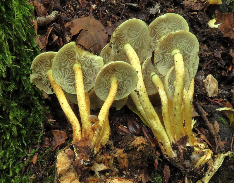 Hypholoma fasciculare (Huds. : Fr.) P. Kumm.
Hypholoma fasciculare (Huds. : Fr.) P. Kumm. - Gambo e imenoforo, anello effimero e presto caduco, sporata nera.
Parole chiave: Hypholoma fasciculare (Huds. : Fr.) P. Kumm.