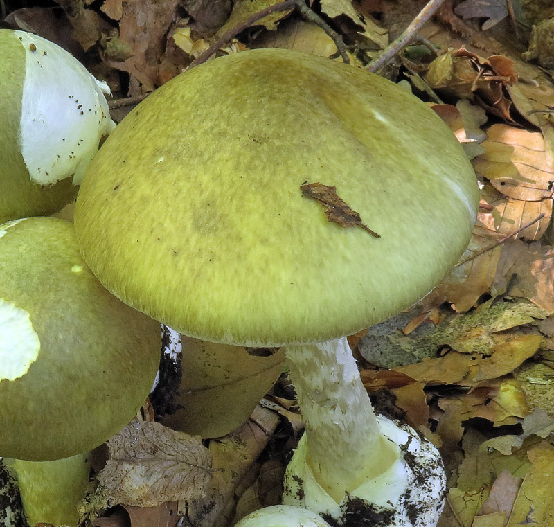 Amanita phalloides (Vaill. ex Fr. : Fr.) Link
Amanita phalloides (Vaill. ex Fr. : Fr.) Link - Fibrille innate sul cappello e bande zebrate sul gambo.
Parole chiave: Amanita phalloides (Vaill. ex Fr. : Fr.) Link