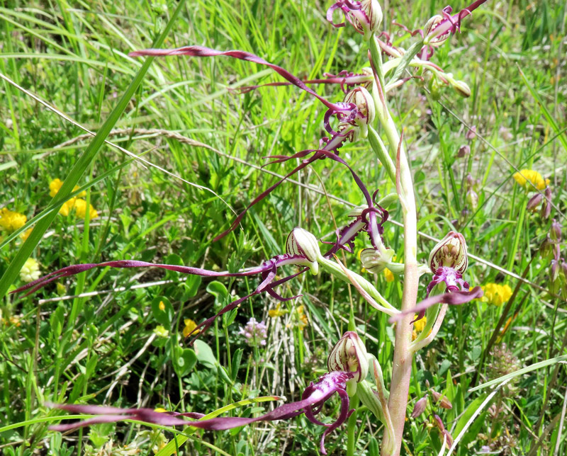 Himantoglossum adriaticum H. Baumann
Himantoglossum adriaticum H. Baumann
Parole chiave: Himantoglossum adriaticum H. Baumann