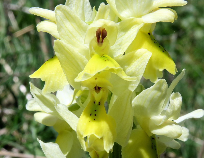 Orchis pauciflora Ten.
Orchis pauciflora Ten.
Parole chiave: Orchis pauciflora Ten.