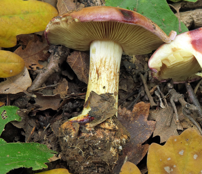 Cortinarius xanthophyllus (Cooke) Rob. Henry
Cortinarius xanthophyllus (Cooke) Rob. Henry - Bulbo al piede fittonante, lamelle gialle, cortina sul gambo.
Parole chiave: Cortinarius xanthophyllus (Cooke) Rob. Henry