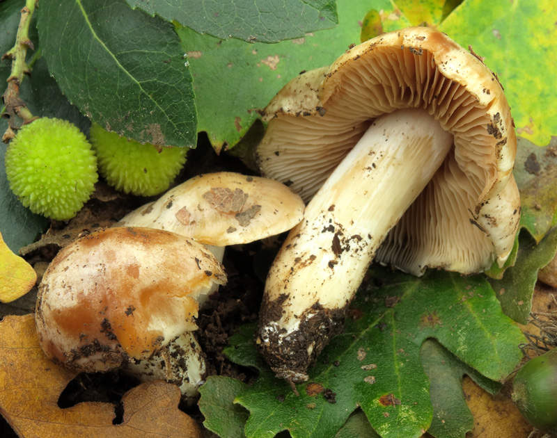 Cortinarius crystallinus Fr.
Cortinarius crystallinus Fr. - Gambo cilindrico attenuato alla base, cortina molto fugace, imenoforo e cappello bianco ocraceo, cuticola e carne con sapore amaro.
Parole chiave: Cortinarius crystallinus Fr. = Thaxterogaster barbatus s.l. (Batsch) Niskanen & Liimat.