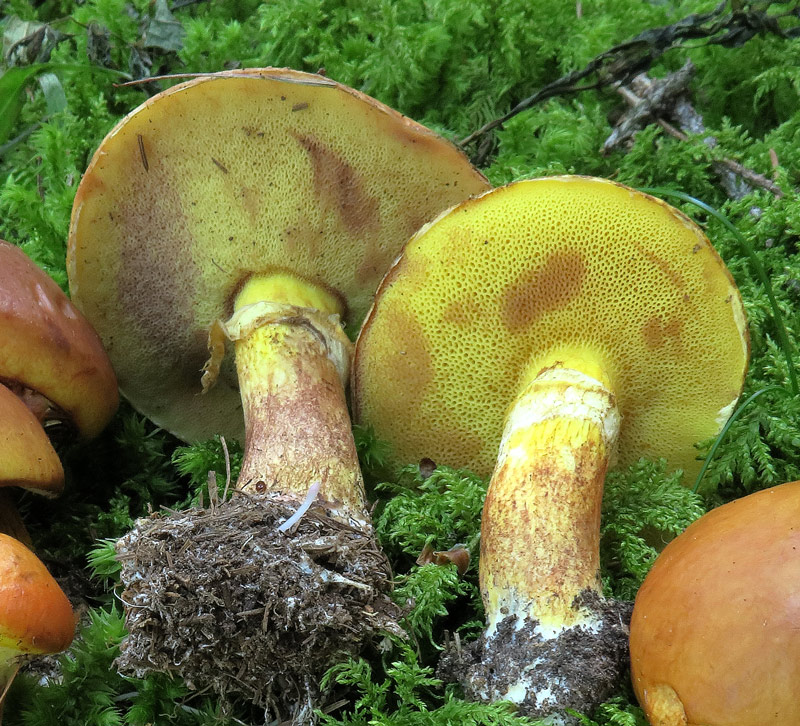 Suillus grevillei (Klotzsch: Fr.) Singer
Suillus grevillei (Klotzsch: Fr.) Singer - Pori gialli, brunastri allo sfregamento o contusione, anello biancastro.
Parole chiave: Suillus grevillei (Klotzsch: Fr.) Singer