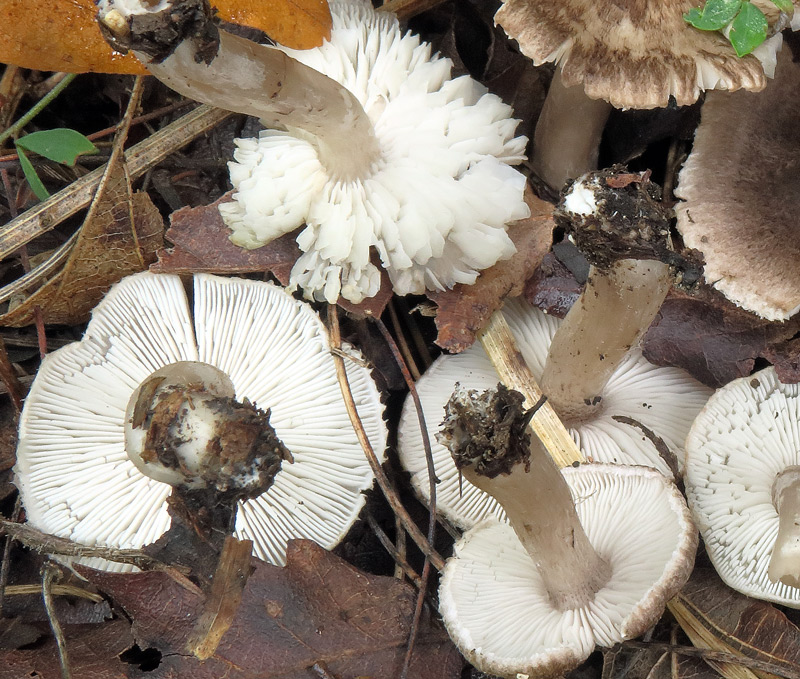 Tricholoma scalpturatum (Fr.) Quel.
Tricholoma scalpturatum (Fr.) Quel. - Imenoforo e gambi, odore forte di farina fresca.
Parole chiave: Tricholoma scalpturatum (Fr.) Quel.