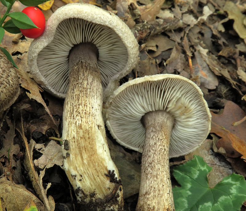 Tricholoma squarrulosum Bres.
Tricholoma squarrulosum Bres. - Imenoforo e gambo.
Parole chiave: Tricholoma squarrulosum Bres.