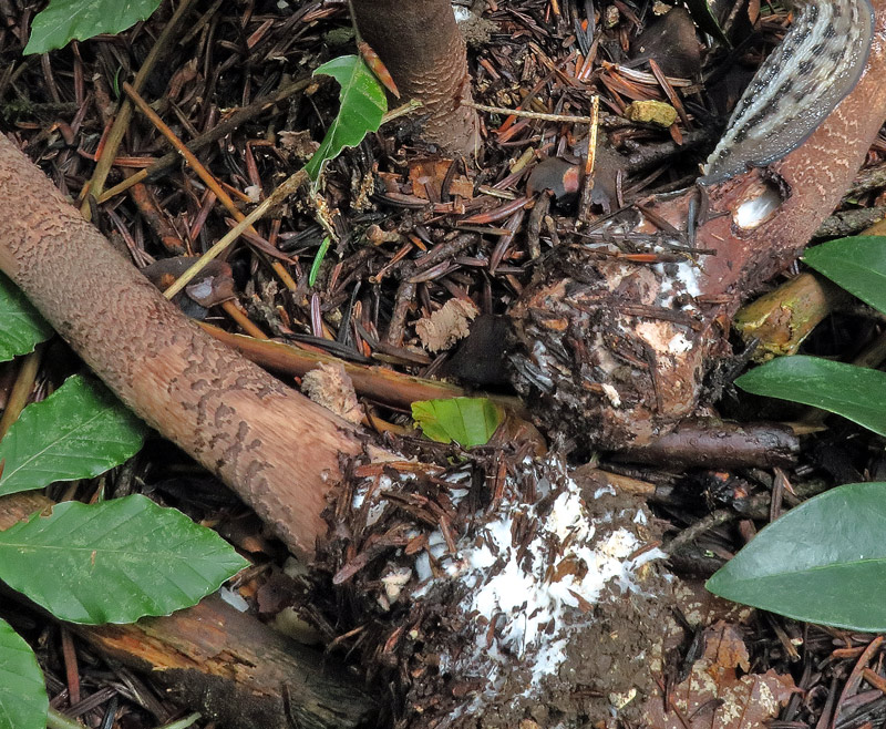 Macrolepiota procera (Scop. : Fr.) Singer
Macrolepiota procera (Scop. : Fr.) Singer - Gambo zebrato e piede bulboso.
Parole chiave: Macrolepiota procera (Scop. : Fr.) Singer