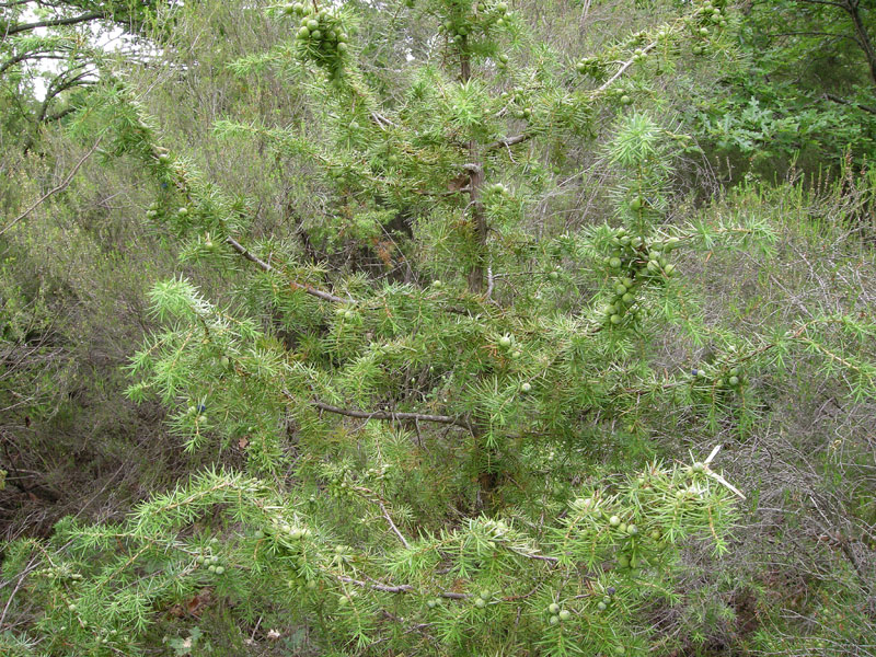 Juniperus communis
Juniperus communis Ginepro comune
Parole chiave: Juniperus communis Ginepro comune
