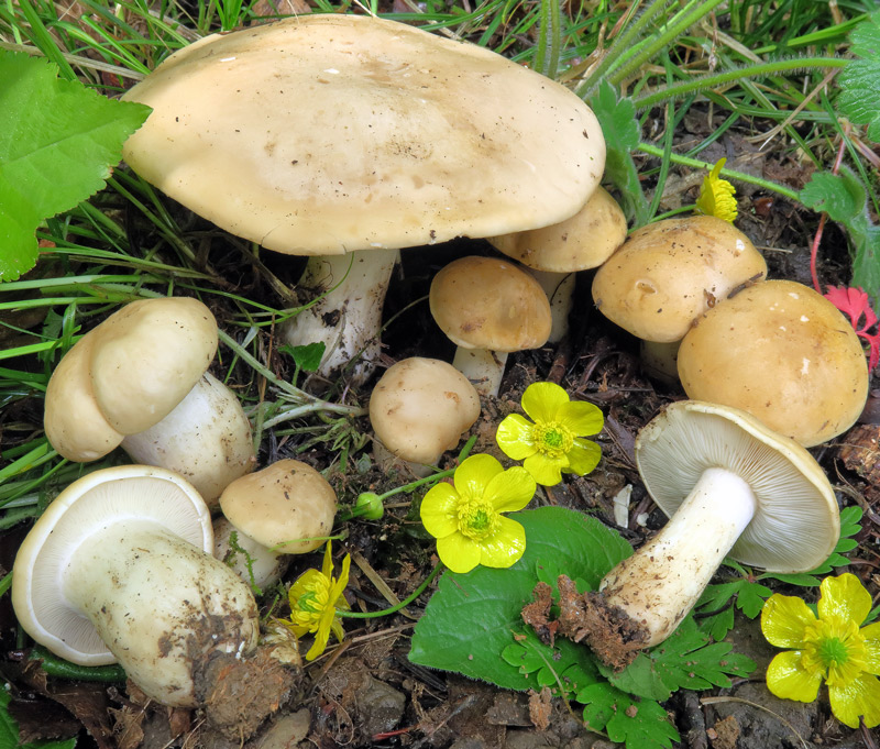 Calocybe gambosa (Fr. : Fr.) Donk.
Calocybe gambosa (Fr. : Fr.) Donk. - Gruppo in primo piano.
Parole chiave: Calocybe gambosa (Fr. : Fr.) Donk.
