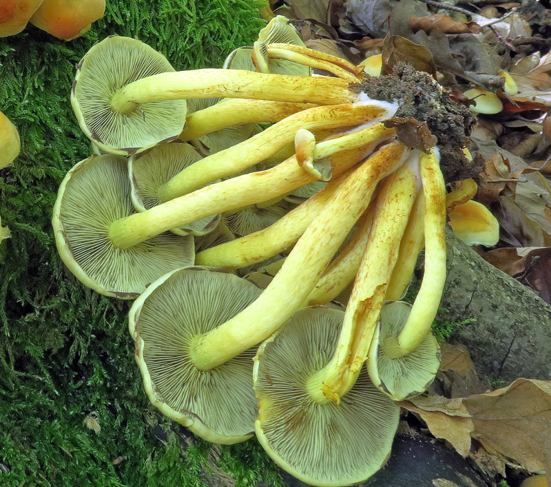 Hypholoma fasciculare (Huds. : Fr.) P. Kumm.
Hypholoma fasciculare (Huds. : Fr.) P. Kumm. - Imenoforo e gambo.
Parole chiave: Hypholoma fasciculare (Huds. : Fr.) P. Kumm.