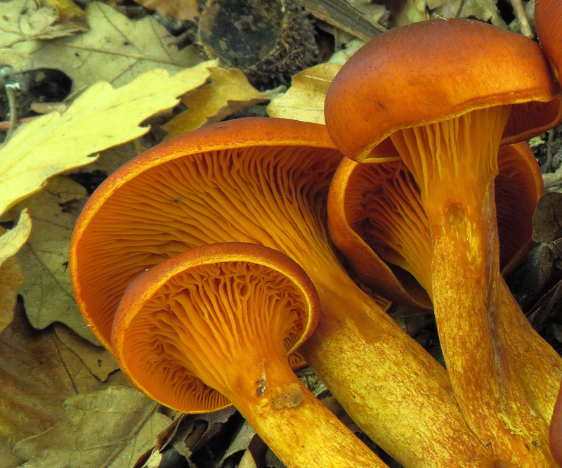 Omphalotus olearius (DC. : Fr.) Singer
Omphalotus olearius (DC. : Fr.) Singer - Lamelle arancio-gialle, fitte e lungamente decorrenti, con lamellule di diversa lunghezza.
Parole chiave: Omphalotus olearius (DC. : Fr.) Singer