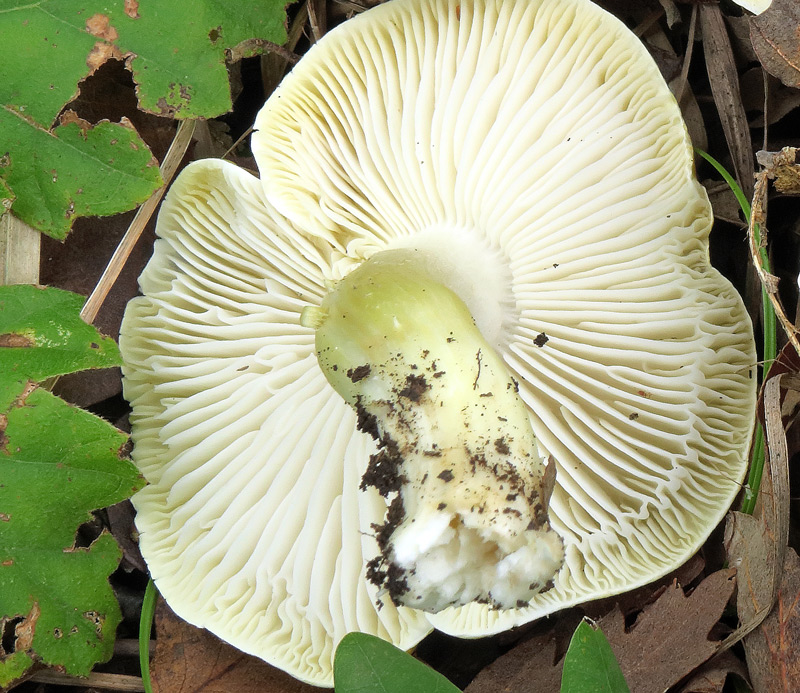 Tricholoma sejunctum (Sowerby : Fr.) Quel.
Tricholoma sejunctum (Sowerby : Fr.) Quel.
Parole chiave: Tricholoma sejunctum (Sowerby : Fr.) Quel.