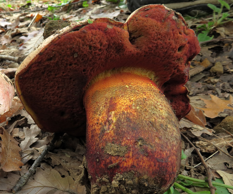 Rubroboletus rhodoxanthus (Krombh.) Kuan Zhao & Zhu L. Yang.
Rubroboletus rhodoxanthus (Krombh.) Kuan Zhao & Zhu L. Yang. - Imenoforo rosso, gambo decorato con fine reticolo rosso sangue.
Parole chiave: Rubroboletus rhodoxanthus (Krombh.) Kuan Zhao & Zhu L. Yang.