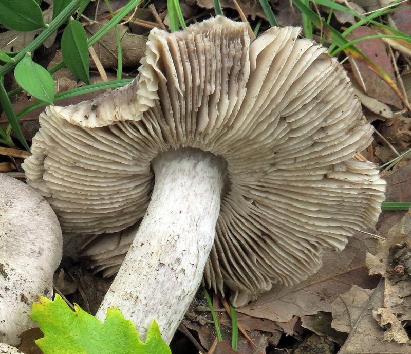 Tricholoma bresadolanum Clemencon
Tricholoma bresadolanum Clemencon - Lamelle spesse, spaziate e poco smarginate, con filo che tende a macchiarsi di nero.
Parole chiave: Tricholoma bresadolanum Clemencon