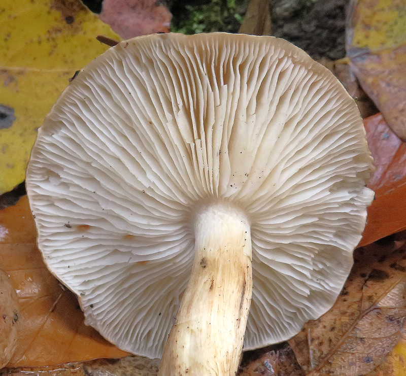 Tricholoma populinum J.E. Lange
Tricholoma populinum J.E. Lange - Lamelle.
Parole chiave: Tricholoma populinum J.E. Lange