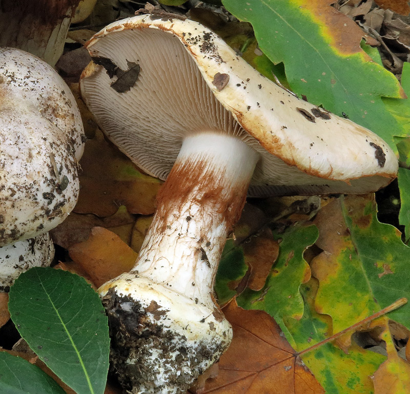 Cortinarius aleuriosmus R. Maire.
Cortinarius aleuriosmus R. Maire. - Lamelle all'esordio biancastre, finemente denticolate, cortina ocracea per la caduta delle spore, base del gambo bulbosa e marginata, carne bianca con odore farinoso.
Parole chiave: Cortinarius aleuriosmus R. Maire.