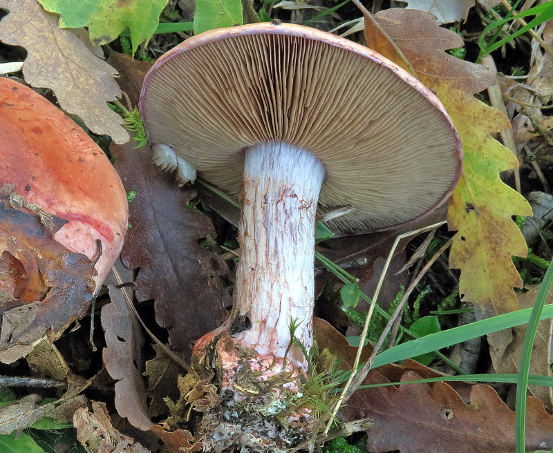 Cortinarius rufo-olivaceus (Pers. : Fr.) Fr.
Cortinarius rufo-olivaceus (Pers. : Fr.) Fr. - Lamelle verdastre, gambo violetto in alto con bulbo marginato rosso alla base.
Parole chiave: Cortinarius rufo-olivaceus (Pers. : Fr.) Fr.