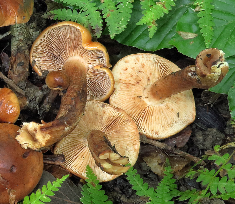 Tricholoma ustaloides Romagn.
Tricholoma ustaloides Romagn. - Imenoforo rugginoso a maturita' che si macchia di marrone, evidente zona pseudoanulare all'apice del gambo.
Parole chiave: Tricholoma ustaloides Romagn.