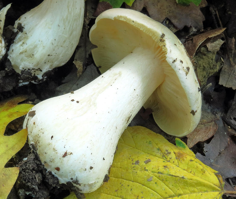 Entoloma sinuatum (Bull. : Fr.) P. Kumm.
Entoloma sinuatum (Bull. : Fr.) P. Kumm. - Imenoforo all'esordio giallo, rosa salmone con la maturazione delle spore, gambo obeso.
Parole chiave: Entoloma sinuatum (Bull. : Fr.) P. Kumm.