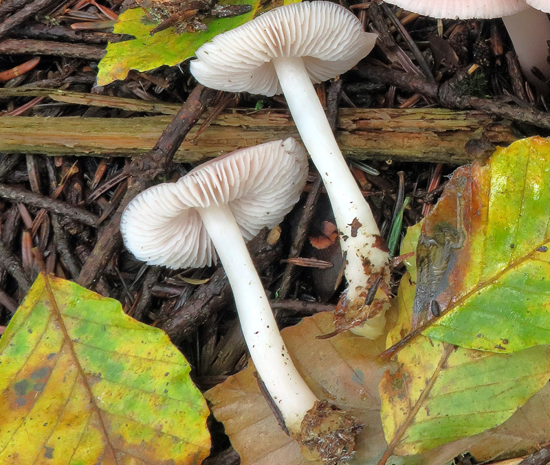 Mycena rosea Gramberg
Mycena rosea Gramberg - Lamelle bianche, panciute e con profilo ondulato, gambo bianco, allargato alla base, con evidente presenza di feltro miceliare bianco.
Parole chiave: Mycena rosea Gramberg