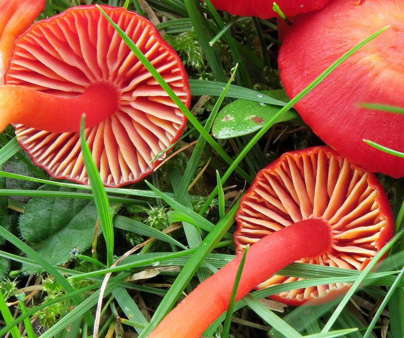 Hygrocybe coccinea (Schaeff.: Fr.) Kummer
Hygrocybe coccinea (Schaeff.: Fr.) Kummer - Imenoforo con lamelle spesse, largamente adnate e tagliente giallastro, gambo liscio, rosso ciliegia con base gialla.
Parole chiave: Hygrocybe coccinea (Schaeff.: Fr.) Kummer