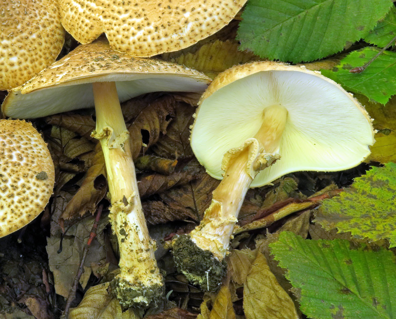 Lepiota aspera (Pers. : Fr.) Quel.
Lepiota aspera (Pers. : Fr.) Quel. - Anello, gambo e imenoforo.
Parole chiave: Lepiota aspera (Pers. : Fr.) Quel.