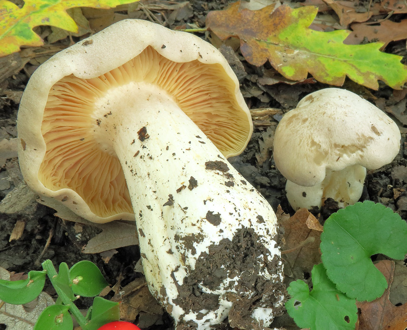 Entoloma sinuatum (Bull. : Fr.) P. Kumm.
Entoloma sinuatum (Bull. : Fr.) P. Kumm. - Gambo, Imenoforo e primordio.
Parole chiave: Entoloma sinuatum (Bull. : Fr.) P. Kumm.