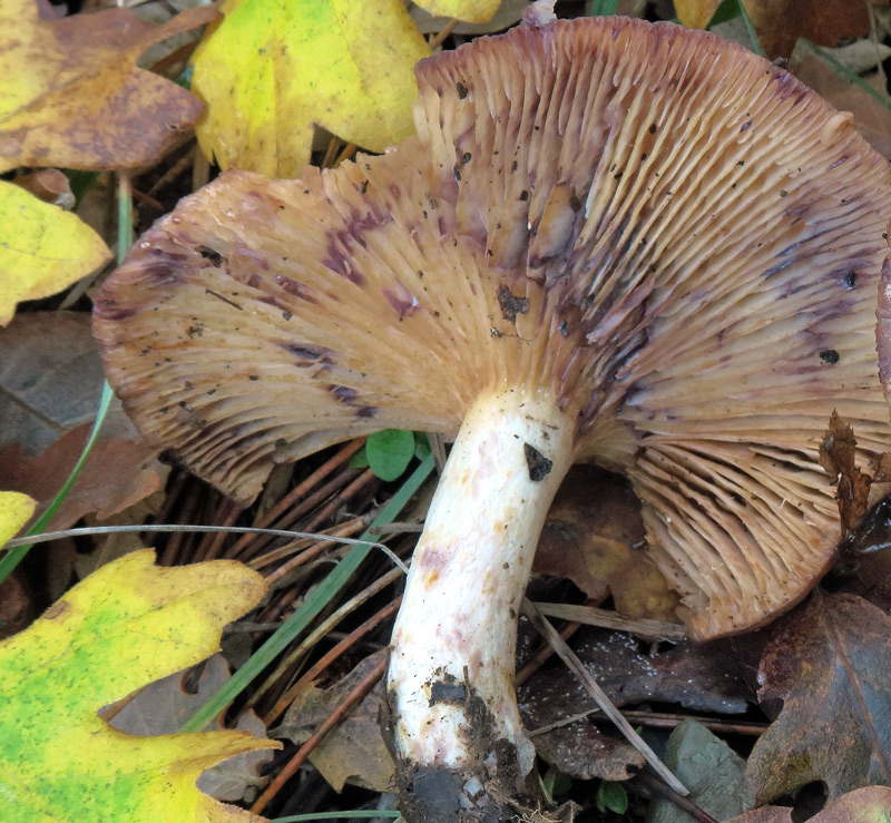 Lactarius luridus (Pers.: Fr.) Gray
Lactarius luridus (Pers.: Fr.) Gray - Lamelle a maturita' brunastre, latice biancastro che vira al viola una volta rappreso, gambo rugoloso, biancastro.
Parole chiave: Lactarius luridus (Pers.: Fr.) Gray