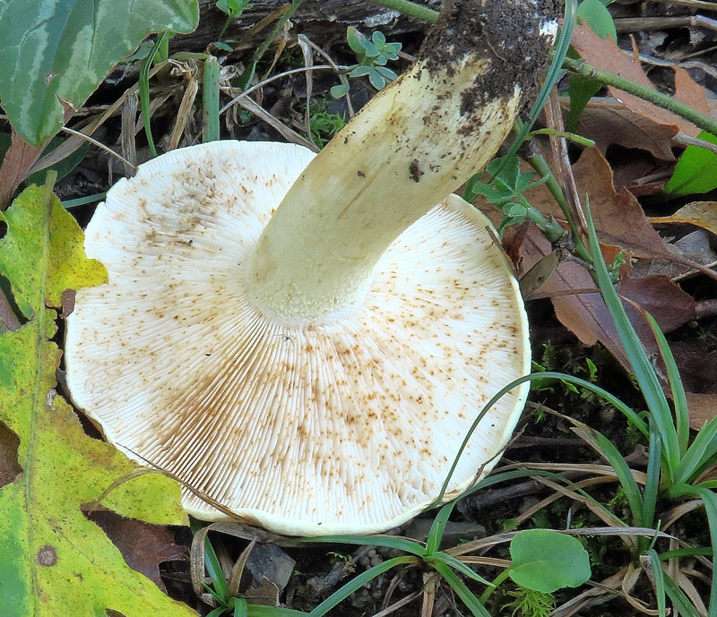 Tricholoma acerbum (Bull. : Fr.) Quelet
Tricholoma acerbum (Bull. : Fr.) Quelet - Imenoforo a maturita' punteggiato di ruggine, gambo biancastro, forforaceo in alto.
Parole chiave: Tricholoma acerbum (Bull. : Fr.) Quelet