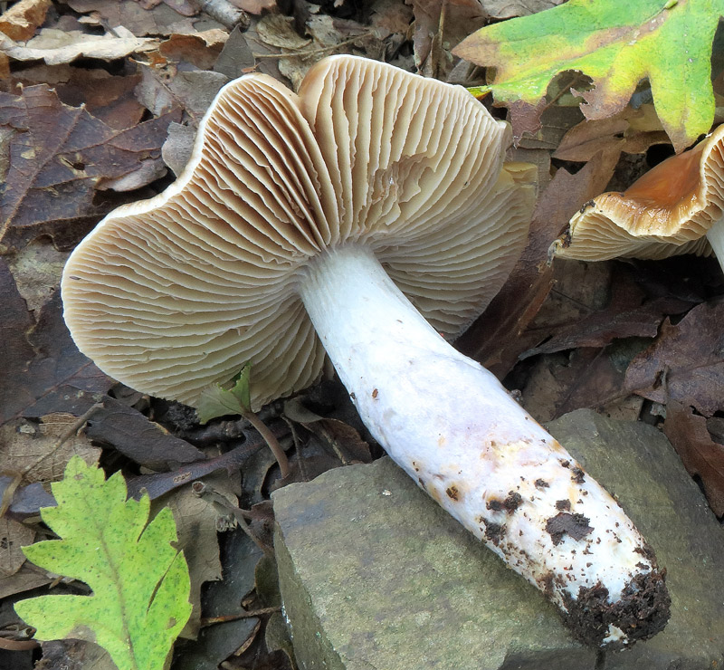 Cortinarius elatior Fr.
Cortinarius elatior Fr. - Filo delle lamelle chiaro, gambo vischioso, fusiforme, con sfumature azzurro violacee al centro, bianco e decorato con ghirlande alla base.
Parole chiave: Cortinarius elatior Fr.