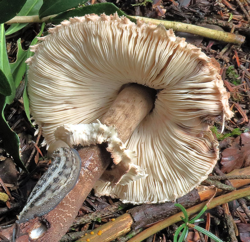 Macrolepiota procera (Scop. : Fr.) Singer
Macrolepiota procera (Scop. : Fr.) Singer - Imenoforo con lamelle biancastre, fitte, ventricose e distanti dal gambo, con limaccia in primo piano al pasto.
Parole chiave: Macrolepiota procera (Scop. : Fr.) Singer