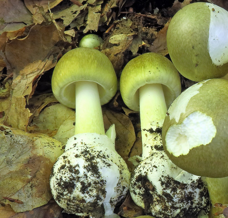 Amanita phalloides (Vaill. ex Fr. : Fr.) Link
Amanita phalloides (Vaill. ex Fr. : Fr.) Link - Volva, lembo velo generale sul cappello, erosioni da consumo delle limacce immuni alle tossine letali di questa specie.
Parole chiave: Amanita phalloides (Vaill. ex Fr. : Fr.) Link