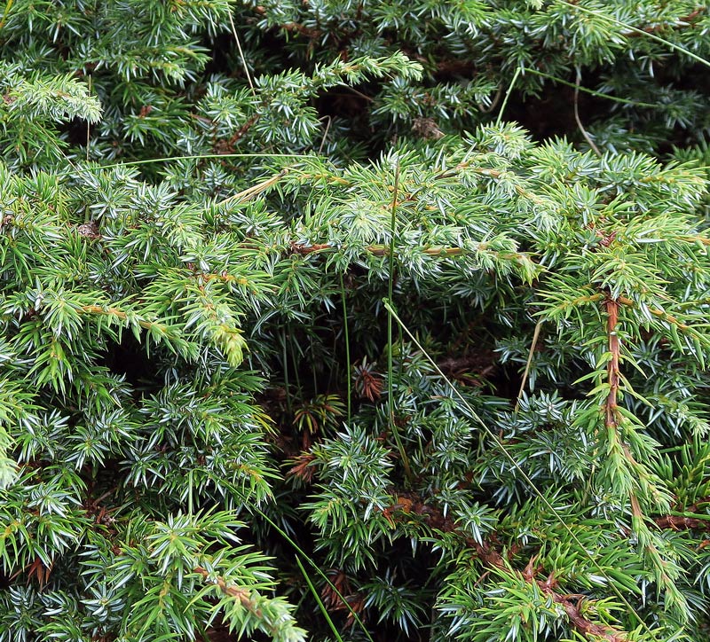 Juniperus communis subsp. nana Syme
Juniperus communis subsp. nana Syme
Parole chiave: Juniperus communis subsp. nana Syme