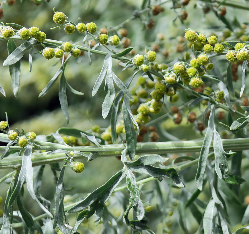 Artemisia absinthium L.
Artemisia absinthium L. - Assenzio
Parole chiave: Artemisia absinthium L.