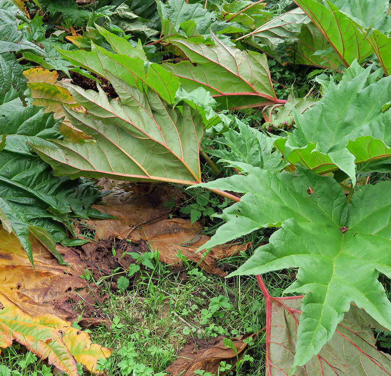 Rheum palmatum L.
Rheum palmatum L.
Parole chiave: Rheum palmatum L.