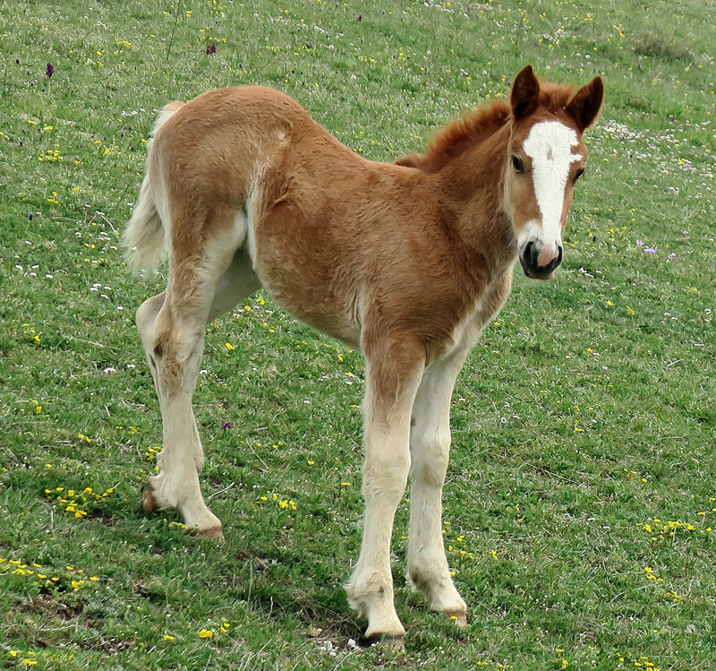 Equus ferus caballus L.
Equus ferus caballus L. puledrino
Parole chiave: Equus ferus caballus L. puledrino