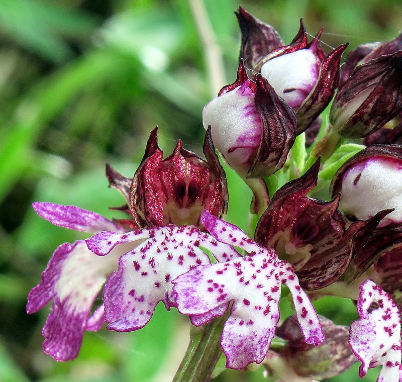 Orchis purpurea Hudson
Orchis purpurea Hudson
Parole chiave: Orchis purpurea Hudson