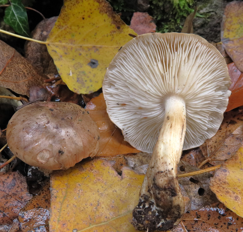 Tricholoma populinum J.E. Lange
Tricholoma populinum J.E. Lange - simbionte dei pioppi.
Parole chiave: Tricholoma populinum J.E. Lange