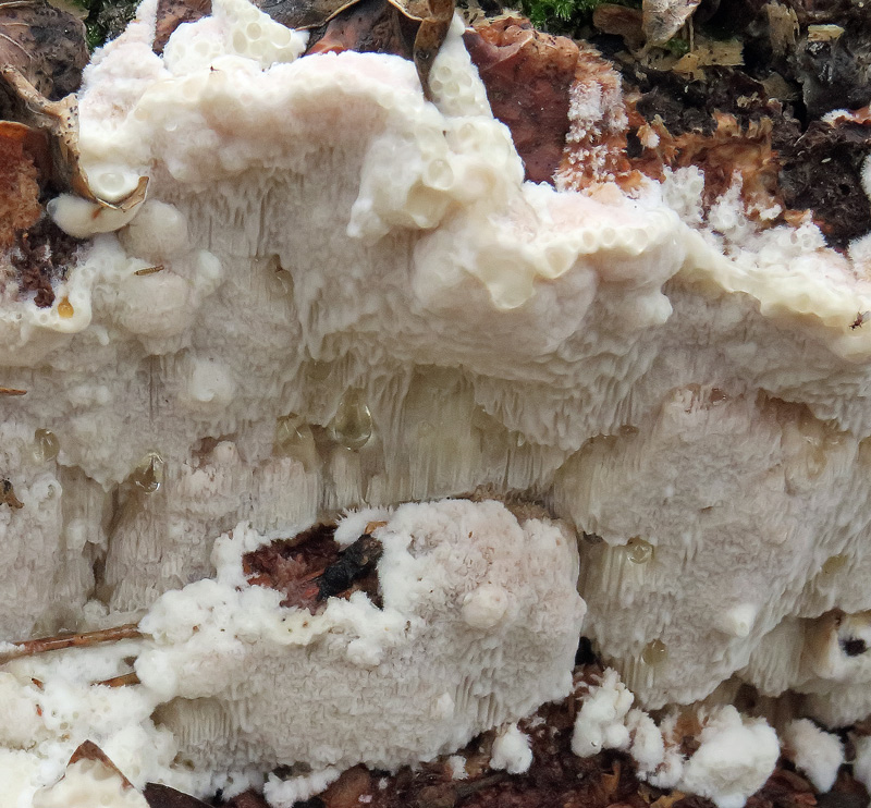 Sarcoporia polyspora P. Karst.
Sarcoporia polyspora P. Karst. - Non siamo in grotta e non parliamo di depositi calcarei prodotti dalla caduta costante delle goccioline d'acqua visibili in foto, sempre di funghi si tratta
Parole chiave: Sarcoporia polyspora P. Karst.