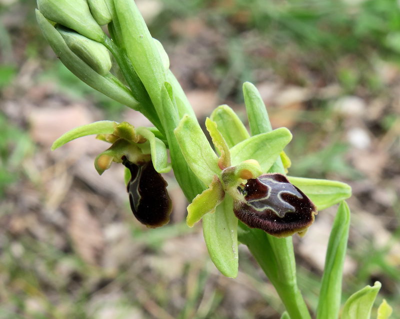 Ophrys sphegodes s.l.
Ophrys sphegodes s.l.
Parole chiave: Ophrys sphegodes s.l.