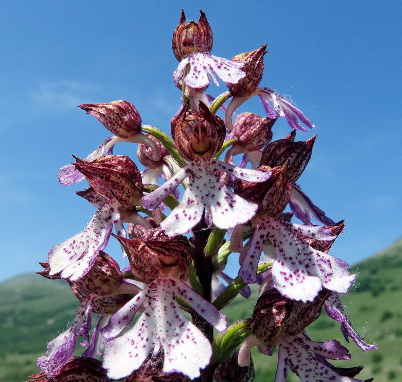 Orchis purpurea Hudson
Orchis purpurea Hudson
Parole chiave: Orchis purpurea Hudson