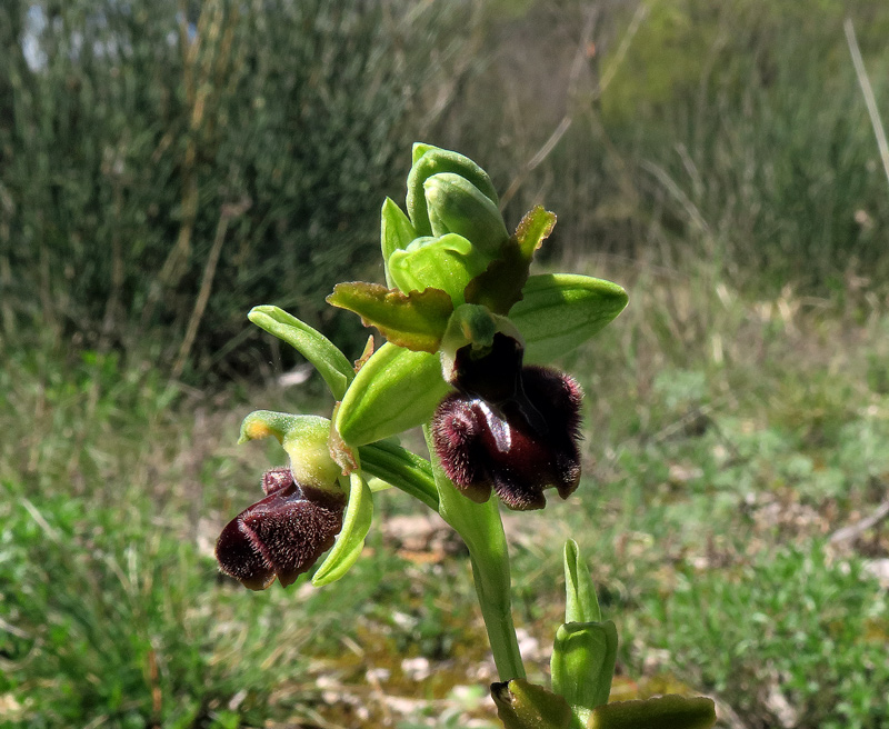 Ophrys sphegodes subsp. classica (Devillers-Tersch. & Devillers) Kreutz
Ophrys sphegodes subsp. classica (Devillers-Tersch. & Devillers) Kreutz
Parole chiave: Ophrys sphegodes subsp. classica (Devillers-Tersch. & Devillers) Kreutz