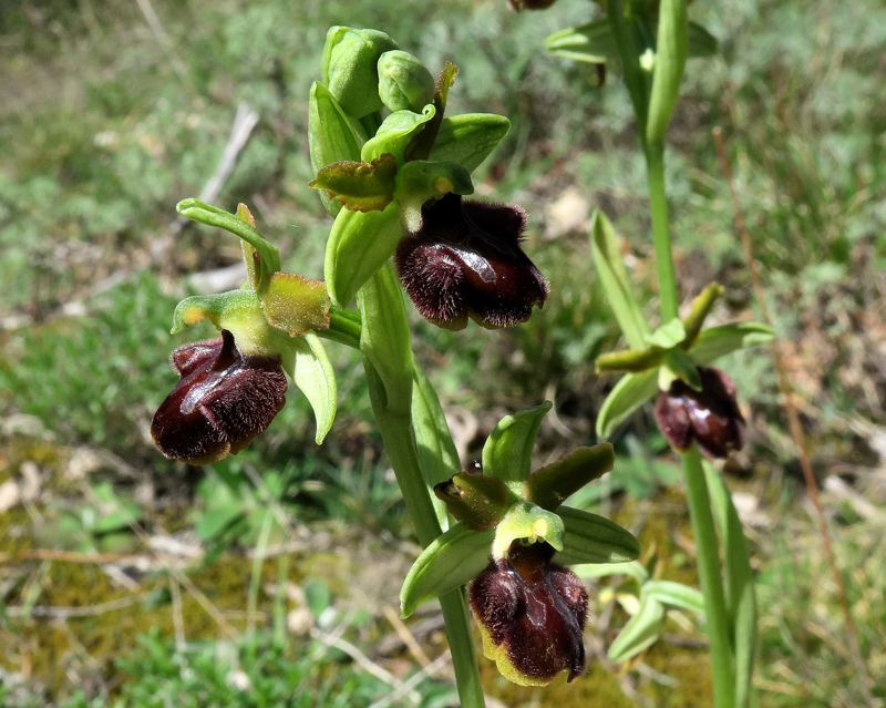 Ophrys sphegodes subsp. classica (Devillers-Tersch. & Devillers) Kreutz
Ophrys sphegodes subsp. classica (Devillers-Tersch. & Devillers) Kreutz
Parole chiave: Ophrys sphegodes subsp. classica (Devillers-Tersch. & Devillers) Kreutz