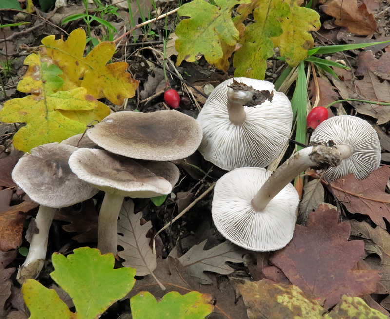 Tricholoma scalpturatum (Fr.) Quel.
Tricholoma scalpturatum (Fr.) Quel.
Parole chiave: Tricholoma scalpturatum (Fr.) Quel.