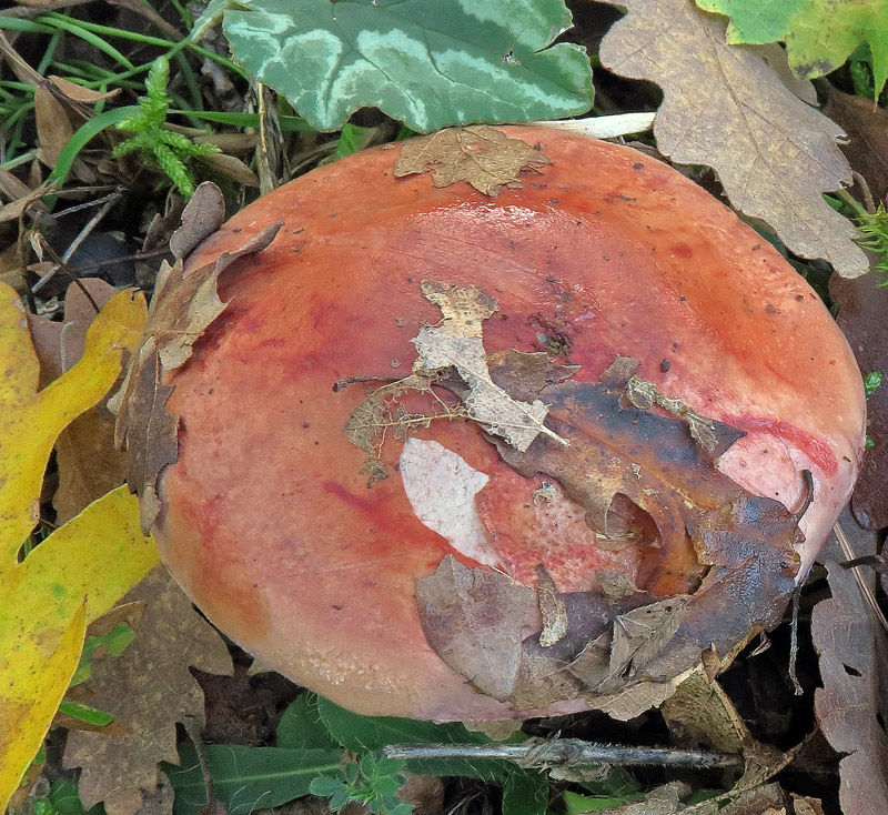 Cortinarius rufo-olivaceus (Pers. : Fr.) Fr.
Cortinarius rufo-olivaceus (Pers. : Fr.) Fr. - Cappello rosso, in modo netto al disco.
Parole chiave: Cortinarius rufo-olivaceus (Pers. : Fr.) Fr.