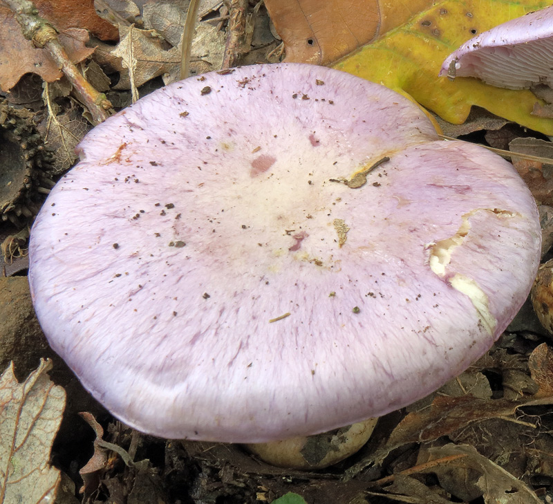 Cortinarius terpsichores Melot.
Cortinarius terpsichores Melot. - Cappello azzurro violaceo percorso da fibrille innate piu' scure.
Parole chiave: Cortinarius terpsichores Melot.