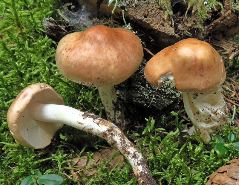 Phaeocollybia lugubris (Fr.: Fr.) Heim
Phaeocollybia lugubris (Fr.: Fr.) Heim - Cappello campanulato con grosso umbone ottuso, ocraceo.
Parole chiave: Phaeocollybia lugubris (Fr.: Fr.) Heim