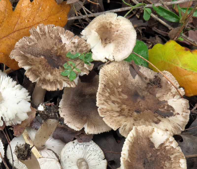 Tricholoma scalpturatum (Fr.) Quel.
Tricholoma scalpturatum (Fr.) Quel. - Pileo.
Parole chiave: Tricholoma scalpturatum (Fr.) Quel.