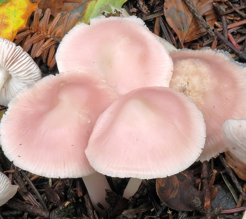 Mycena rosea Gramberg
Mycena rosea Gramberg - Pileo sericeo rosa con umbone ottuso, margine sottilmente rigato.
Parole chiave: Mycena rosea Gramberg