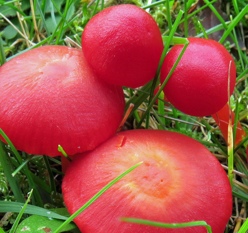 Hygrocybe coccinea (Schaeff.: Fr.) Kummer
Hygrocybe coccinea (Schaeff.: Fr.) Kummer - Cappello rosso ciliegia viscido con superfice finemente squamulosa, carne con sapore dolce.
Parole chiave: Hygrocybe coccinea (Schaeff.: Fr.) Kummer