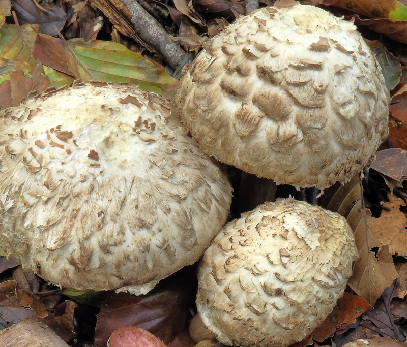 Chlorophyllum brunneum (Farl. & Burt) Vellinga
Chlorophyllum brunneum (Farl. & Burt) Vellinga - Pileo con grosse squame brunastre profondamente infisse nella carne, non asportabili e a tegola.
Parole chiave: Chlorophyllum brunneum (Farl. & Burt) Vellinga